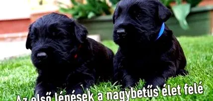 годування цуценя