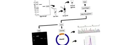 giardia giardia