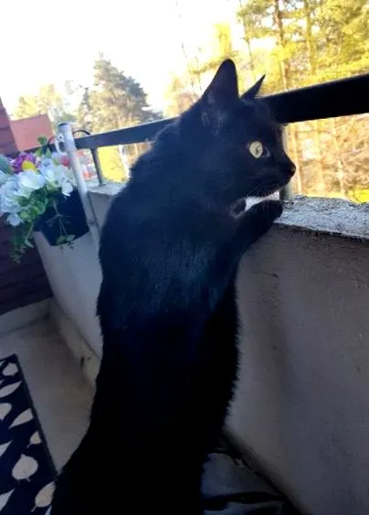 черната котка