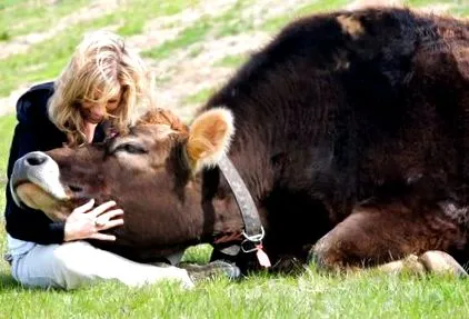 realitate animalelor