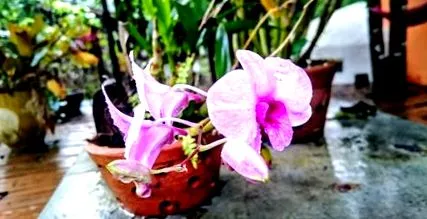 табір phangan