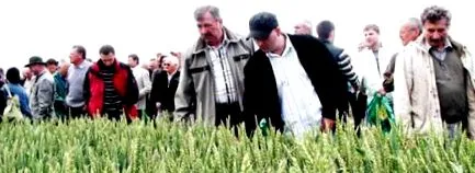 пластична отглеждане