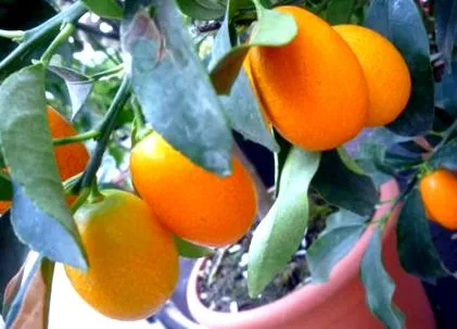 mandarin mandarin
