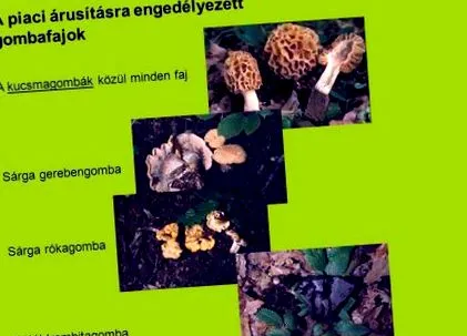 детоксикационна метална