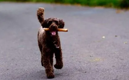 poodle