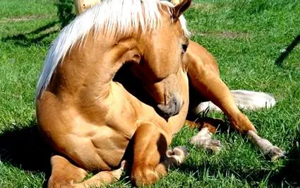 която