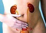 menstruale menstruale