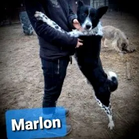 марлон марлон