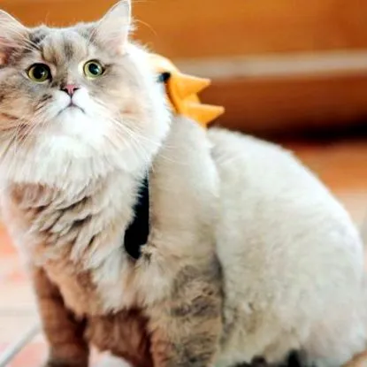 бездомните котки котка