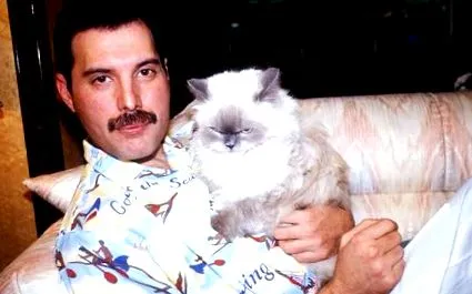 freddie legătură
