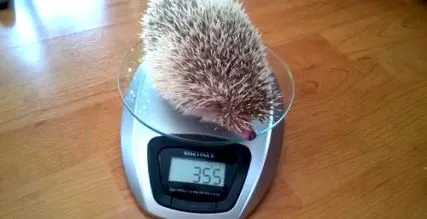 нашето нашето