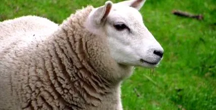 animalelor