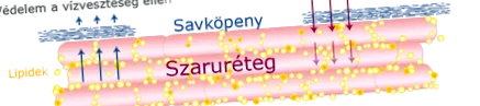 бебешката кожа кожа