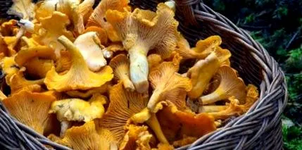 вкусни рецепти