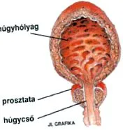 функцията функцията