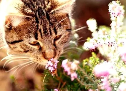 gatto giardia