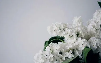 Деня майката програма