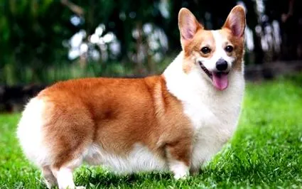pembroke corgi