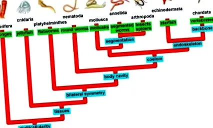 Phylum platyhelminthes филогенеза кръгли червеи