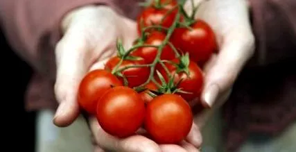 health доматите