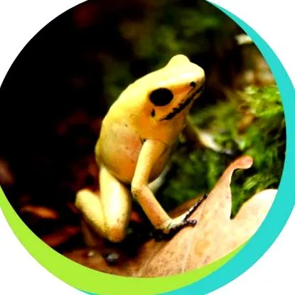 pécszoo pécszoo