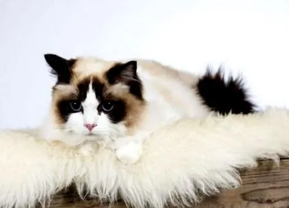 ragdoll breed