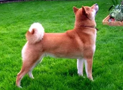 shiba