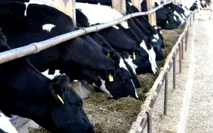 система farm