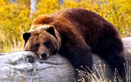 спорт спорт