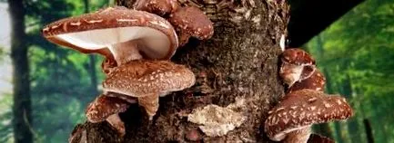 Гъбите шиитаке Lentinus edodes