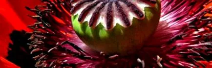 test sensibil