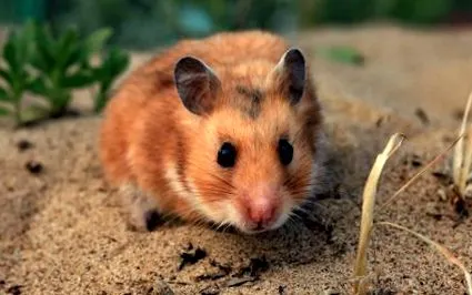 auriu hamster