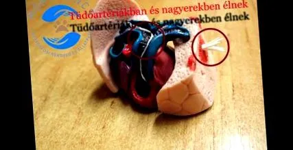 petcity kecskemét