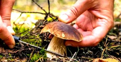 pădurilor aurul