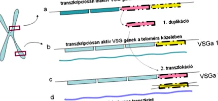 локализация кръгли