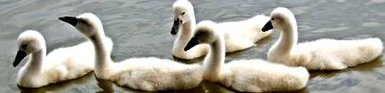 водоплаващи през зимата