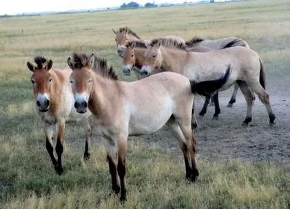 свине