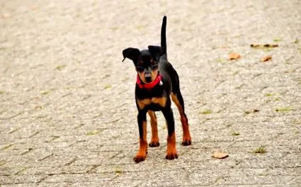 малък pinscher