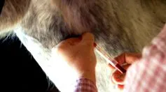 luat mi-a