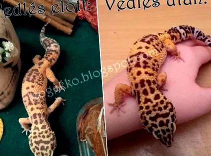 gecko хтось