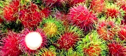 naturemedicine pentru castane