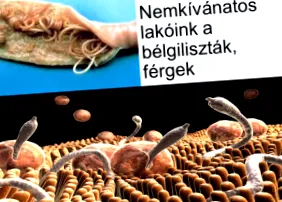lambli viermilor