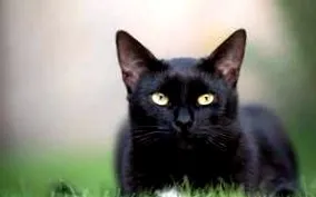 котка