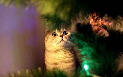 меблі кошенят котів