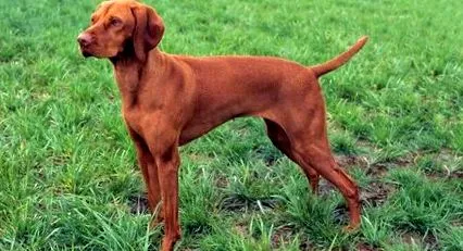 vizsla