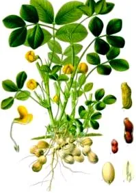 crește crește