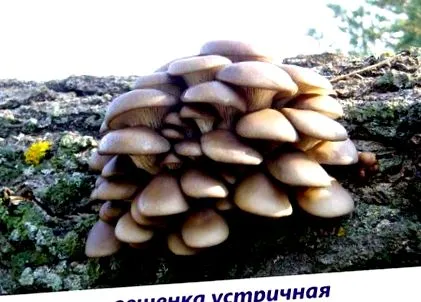 ксилотрофи познайомтесь