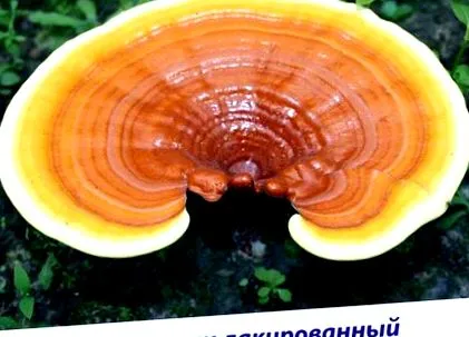 ксилотрофи загадкові