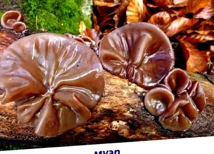 ксилотрофи ксилотрофи