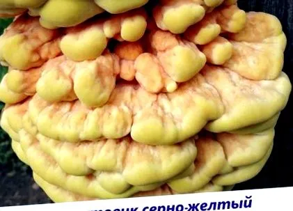 познайомтесь ксилотрофи